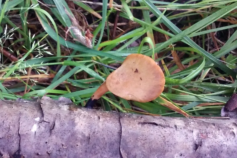 Cerioporus varius 1 - IMG_3388